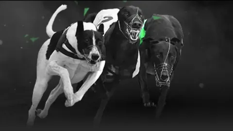 暑期欢乐羽毛球营，邀君共展翅飞翔！